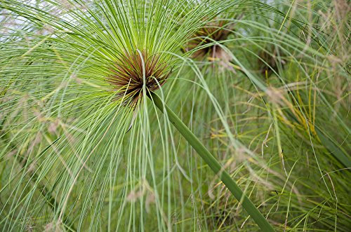 Cyperus Papyrus Ägyptischen Papyrus Samen!