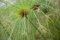 Cyperus Papyrus Ägyptischen Papyrus Samen!