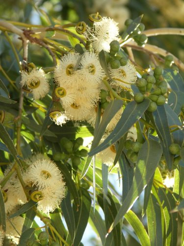 Seedeo Eucalyptus (Eucalyptus globulus bicostata) 100 Samen