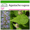 SAFLAX - Menta coreana - 1200 semillas - Con sustrato estéril para cultivo - Agastache rugosa