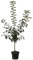 Apfelbaum Ingrid Marie Herbstapfel Weihnachtsapfel Buschbaum 110-140 cm 7,5 Liter Topf Unterlage M9