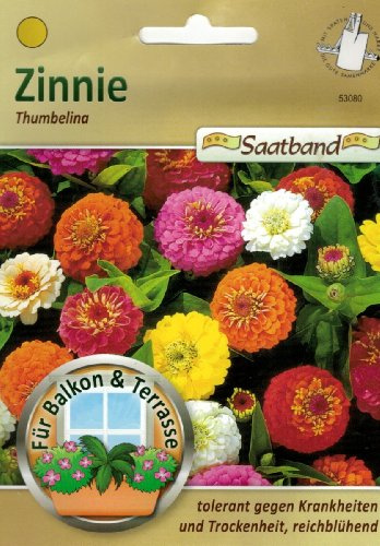 Zinnie Thumbelina Saatband für Balkon & Terrasse tolerant gegen Krankheiten und Trockenheit reichblühend 53080