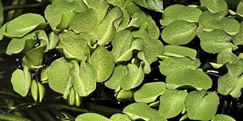 10 x Salvinia auriculata floating plants against algae