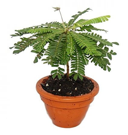 Biophytum sensitivum - Palmier des mers du Sud - Pot en argile de 9cm - La plante qui bouge - Idéal pour les enfants - Mini Palmier
