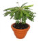 Biophytum sensitivum - Palmier des mers du Sud - Pot en argile de 9cm - La plante qui bouge - Idéal pour les enfants - Mini Palmier