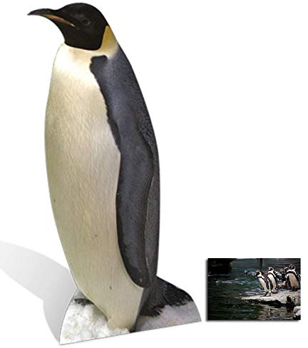 BundleZ-4-FanZ Fan Packs Penguin - Wildlife/Animal Lifesize Cardboard Cutout/Standee / Standup - Includes 8x10 (20x25cm) Star Photo