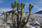 Seedeo Joshua Tree (Yucca brevifolia) 10 Samen