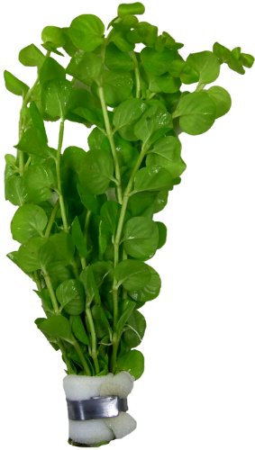 Lysimachia nummularia Pfennigkraut, Aquarien- Teich-pflanze