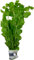 Lysimachia nummularia Pfennigkraut, Aquarien- Teich-pflanze