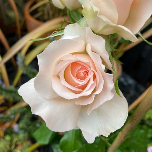 Harkness Roses Chandos Beauty Rose®, Established Rose in 4 Litre Pot, Ready to Plant, for Pots, Beds, and Borders