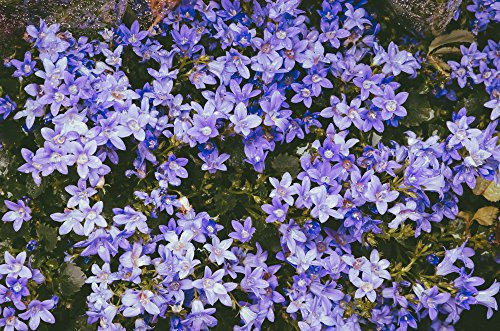 Campanula poscharskyana, Hängepolsterglocke blau 50 Samen, Polsterglockenblume