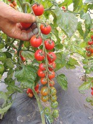 Tomate Anabelle bio demeter