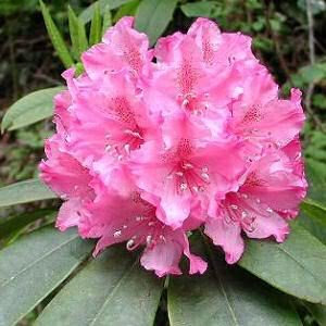 10 RED CUMBERLAND Azalea Rhododendron Cumberlandense Bush Strauchblumensamen
