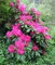 10 RED CUMBERLAND Azalea Rhododendron Cumberlandense Bush Strauchblumensamen