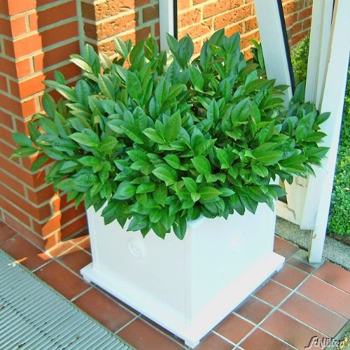 Zwerg Kirschlorbeer Piri - Hecken Pflanze 20-30 cm immergrün & winterhart als Sichtschutz – Pilzfreie mehrjährige Lorbeerkirsche Prunus Laurocerasus von Garten Schlüter