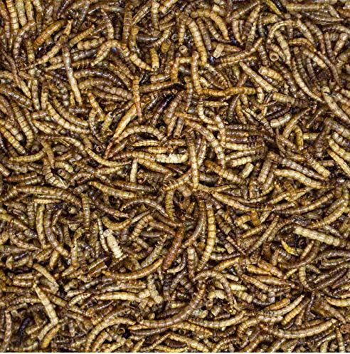 Doublure (Prix de base 10,40 Euro/KG) – 5,0 kg de farine würmer Sèche-linge, reptile, les rongeurs