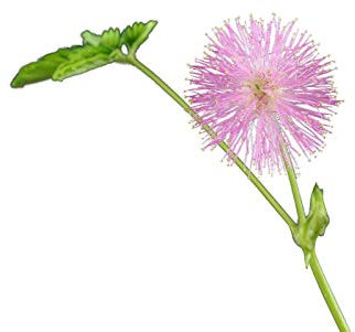 1000 Samen Echte Mimose (Mimosa pudica) (Spannende Pflanze für Kinder)