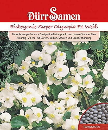 Eisbegonie Samen Begonien Super Olympia F1 Weiß Eisbegoniesamen ca 100 Pillen Saatgut Dürr Samen Garten Balkon Einjährig