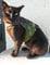 Mynwood Cat Jacke /Geschirre Grün Kampf Erwachsene Katze ausbruchsicher