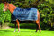 Horseware Liner 200 Liner Navy/Navy Deckengröße:165 cm / 7`3