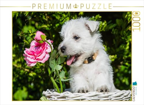 CALVENDO Puzzle EIN Motiv aus dem Kalender Kobold auf 4 Pfoten - West Highland White Terrier | 1000 Teile Lege-Größe 64 x 48 cm Foto-Puzzle für glückliche Stunden