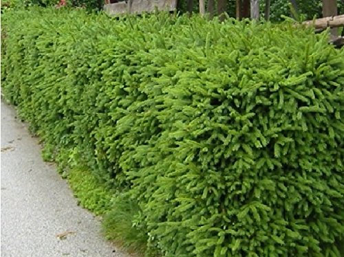 Heckenfichte Wurzelware im 25er Bündel Größe 40 bis 60 cm