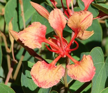 Seedeo Roter Orchideen-Baum (Bauhinia galpinii) 20 Samen