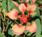 Seedeo Roter Orchideen-Baum (Bauhinia galpinii) 20 Samen