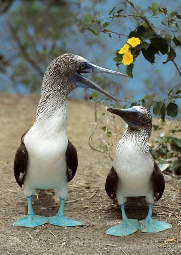 Edition Colibri 3D-Postkarte BLAUFUSSTÖLPEL (Lustige Vögel auf Galápagos), Lentikular-Ansichtskarte mit 3D-Effekt