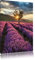 Pixxprint Traumhafte Lavendel Provence mit einsamen Baum, Größe: 80x60cm, Leinwandbild, fertig gespannt, Wandbild, Dekoration, Kunstdruck, kein Poster