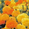 TAGETES ALTO MISCUGLIO NR.100 SEMI