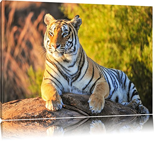 Pixxprint Stolzer Tiger, Größe: 60x40cm, Leinwandbild, fertig gespannt, Wandbild, Dekoration, Kunstdruck, kein Poster