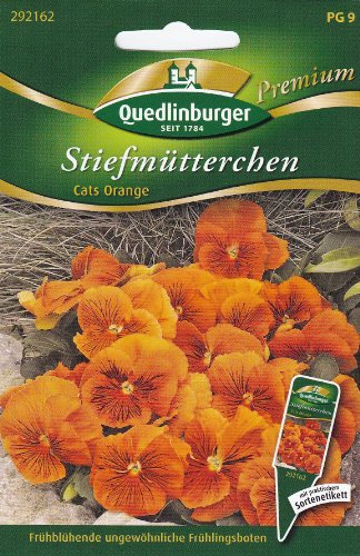 Stiefmütterchen, Cats orange