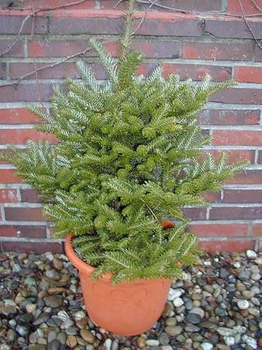 Zwerg-Korea-Tanne Abies koreana Molli 80-100 cm hoch mit Ballen | Winterhart, immergrün & pflegeleicht – kompakter Wuchs mit silberblauen Nadeln, für Garten & Kübel