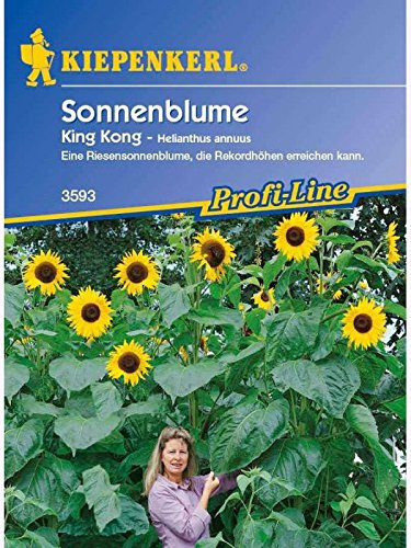 Helianthus annuus Sonnenblume King Kong gelb riesenwüchsig