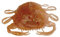 Gulp! Peeler Crab Soft Bait - Amber Glow - 2in | 5cm - Inshore