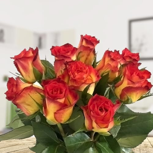 10 zweifarbige gelb-rote Rosen - Langstielig - Vasenfertig - Frische Rosen von Rosenbote