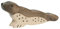 Holztiger Robbe, Kopf hoch, 80350