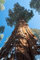 Berg Mammutbaum 10 Samen- Sequoiadendron giganteum - Bonsai