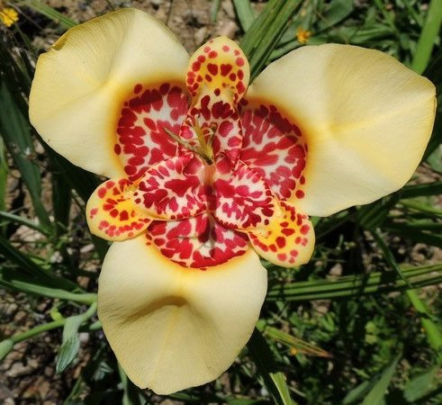 Tigridia pavonia Blumen-Samen 200PCs Bunte Tiger Blumen Orchidee Für Pflanzen Hause Bonsai Balkon Bepflanzung leicht