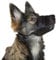 Kerbl Pet Nylon Maulkorb L, schwarz 18 - 24 cm / 8,5 cm