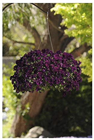 PREMIER SEEDS DIRECT - Pansy Trailing Winter Flowering - Cool Wave - Purple - 20 Seeds