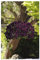 PREMIER SEEDS DIRECT - Pansy Trailing Winter Flowering - Cool Wave - Purple - 20 Seeds