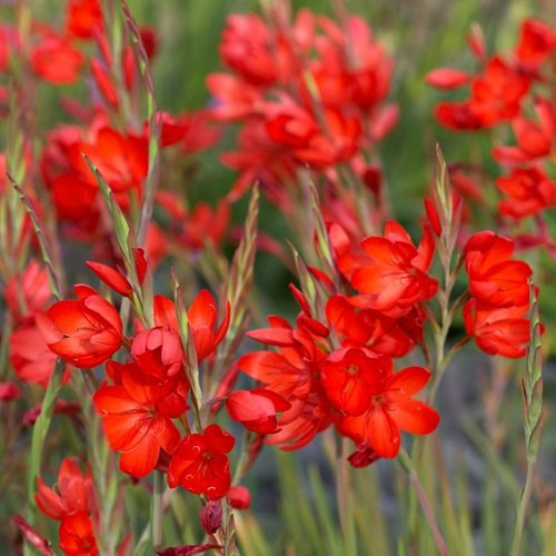 Hesperantha coccinea/Scarlet River Lily / 30 Seeds