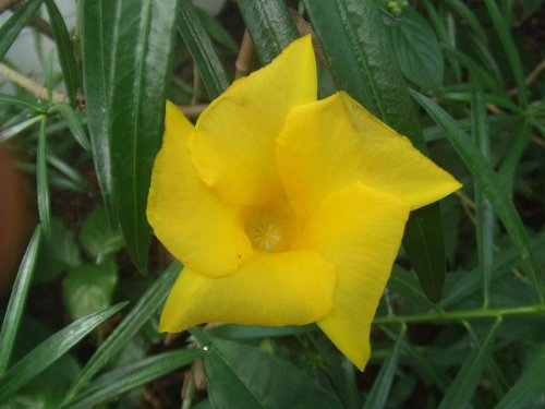 Gelber Oleander Samen -Eine Nuss , ca 2-3 Samen- Keimfähig frische Ernte