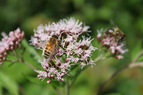 WASSERPFLANZEN WOLFF ° Eupatorium cannabinum - winterhart - Wasserdost - Kunigundenkraut - Wasserhanf, rosa - QUALITÄTSSTAUDE durchwurzelt im 9x9cm Topf – winterhart