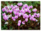 GARTHWAITE NURSERIES® : - UK Stockist : - 6 Cyclamen HEDERIFOLIUM (Neapolitanum) Bulbs Hardy Pink Summer Perennial