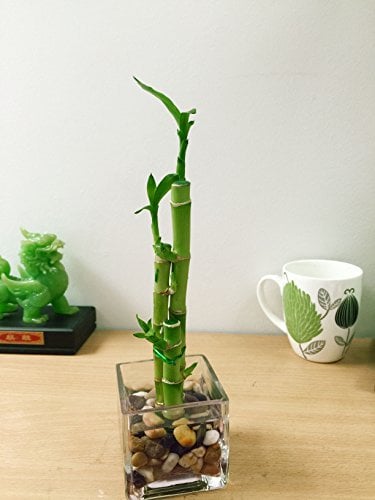 1 Lucky Bamboo in Square Glass Vase with Pebbles [3 Stalks]