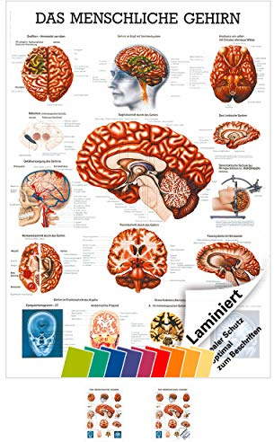 Sport-Tec Gehirn Mini-Poster Anatomie 34x24 cm medizinische Lehrmittel