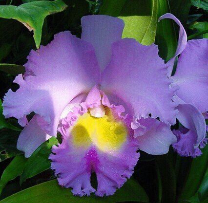 Cattleya Hybrida Blumensamen 20seeds berühmten Blumen Orchideen Samen Bonsai Topfbüropflanze Schöne Blumen
